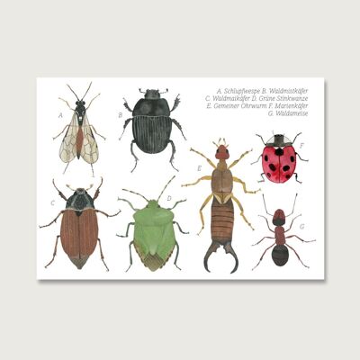 Postkarte | Insekten Collage | Gouache | Wasserfarbe | Illustration | Natur | Ohrwurm | Maikäfer | Mistkäfer | Schlupfwespe