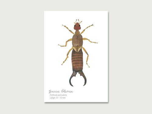 Postkarte | Ohrwurm | Insekten | Gouache | Wasserfarbe | Illustration | Natur | Waldmaikäfer