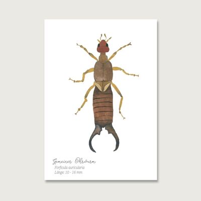 Postal | melodía pegadiza | Insectos | gouache | acuarela | Ilustración | naturaleza | abejorro de madera