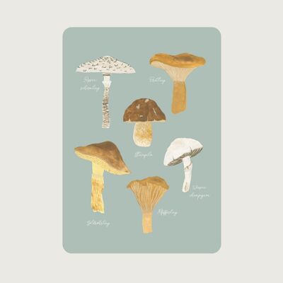 Edible mushrooms