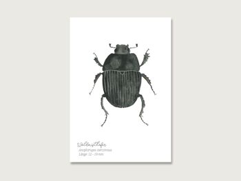 Carte postale | bousier | Insectes | gouache | aquarelle | Illustration | naturel | hanneton des bois 3