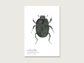 Carte postale | bousier | Insectes | gouache | aquarelle | Illustration | naturel | hanneton des bois 4