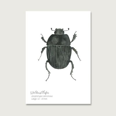 Cartolina | scarabeo stercorario | Insetti | guazzo | acquerello | Illustrazione | natura | maggiolino di legno