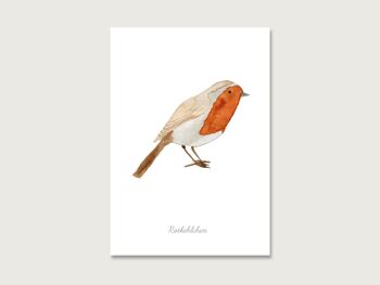 Carte postale | oiseau "rouge-gorge" 3