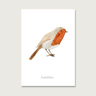 Carte postale | oiseau "rouge-gorge"