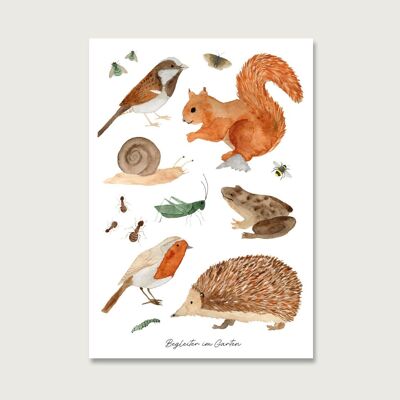 Carte postale | animaux du jardin