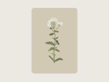 Achillée millefeuille (plante médicinale, fleur) 2