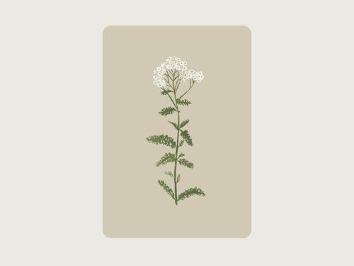 Schafgarbe (Heilpflanze, Blume)