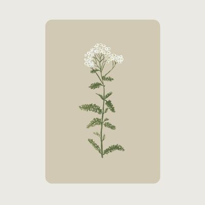 Achillée millefeuille (plante médicinale, fleur)