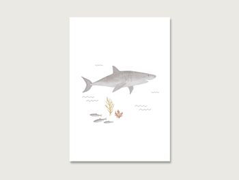 Carte postale "Requin" 2