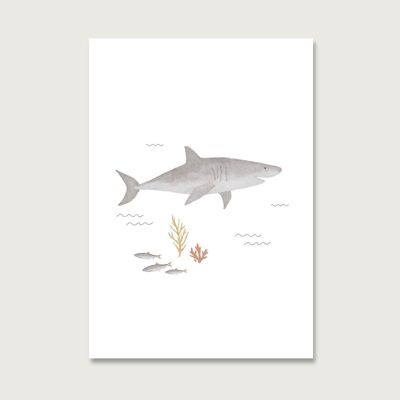 Postal "Tiburón"