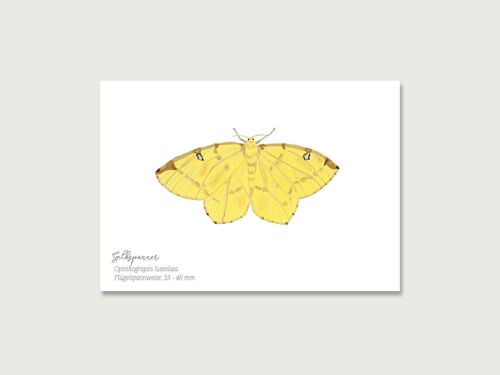 Postkarte | Schmetterling "Gelbspanner"