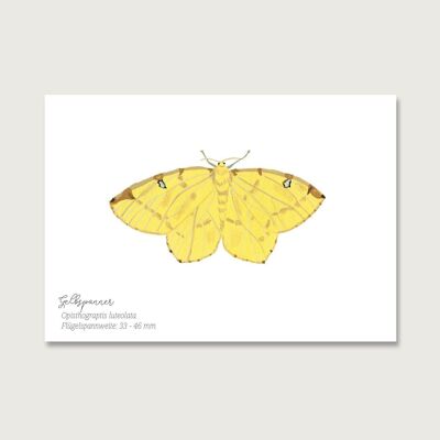 Cartolina | Farfalla gialla della falena
