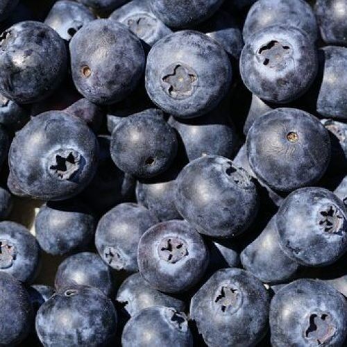 Confi'saine Wilde Blaubeere