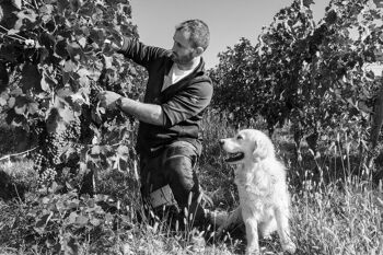 La Rigodrie 2020 , Puisseguin Saint Emilion, Vin rouge biologique - Vin de terroir , puissant et gourmand 2