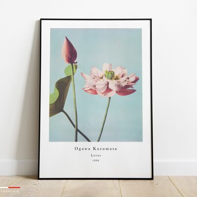 Affiche Lotus - Poster Ogawa Kazumasa