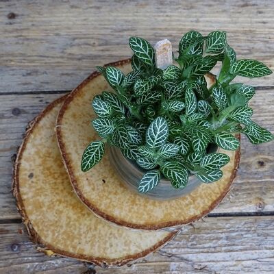 mini fittonia