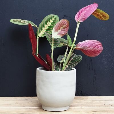 Fascinatore Maranta