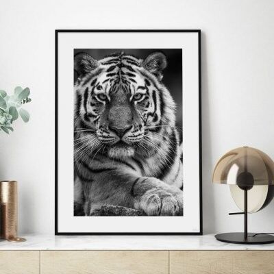 Poster, The Tiger - 13x18 cm