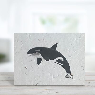 Lynx the Killer Whale Plantable Seeded Blank Eco Tarjetas de felicitación