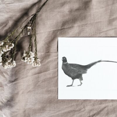 Cetus the Pheasant Luxury Greeting Card and Embossed Envelope - Single Card