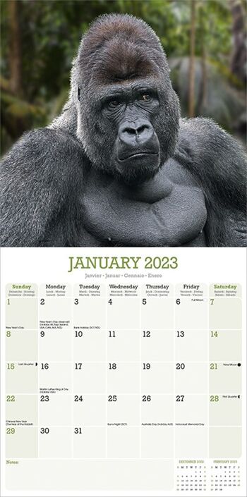 Calendrier 2023 Singe et gorille 2