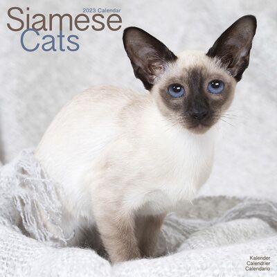 Calendario 2023 Siamese cat