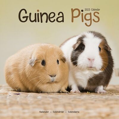 Calendar 2023 Guinea pig