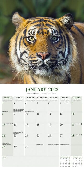 Calendrier 2023 Tigre 2