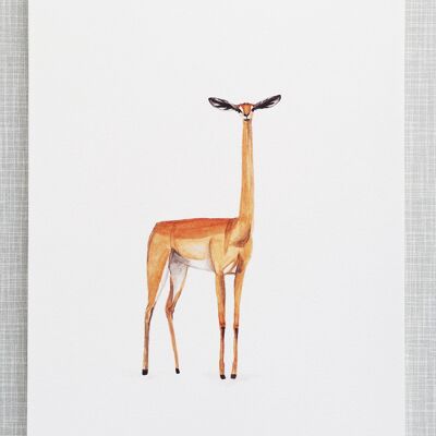 Impresión de jirafa gacela en tamaño A4