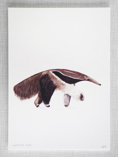 Anteater Print in A4 size