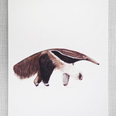 Anteater Print in A4 size