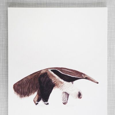 Anteater Print in A4 size