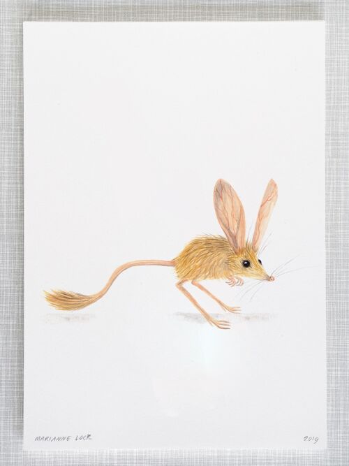 Jerboa Print in A4 size