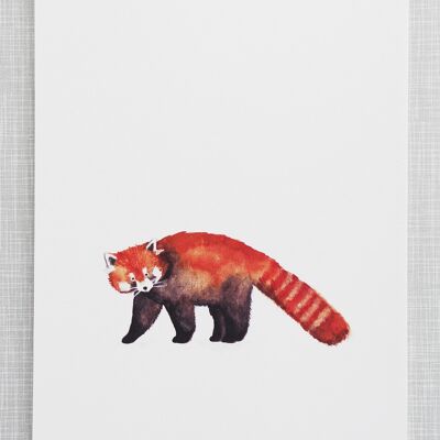 Impression de panda rouge au format A4