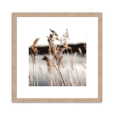 Framed design poster: reed 30x30cm, picture, mural, wall decoration