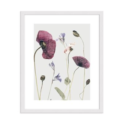 Framed design poster: Growing Poppies 41x51cm, picture, mural, wall decoration