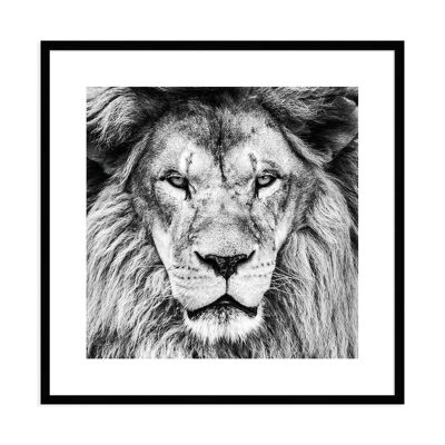 Framed design poster: lion 71x71cm, picture, mural, wall decoration
