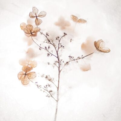 Design-Poster auf Holz / Dekopanel: Dried Flower 20x30cm, Bild, Wandbild, Wanddekoration