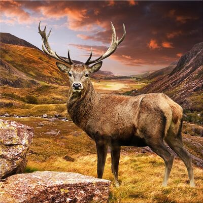 Design poster on wood / deco panel: deer in the mountains 30x30cm, picture, mural, wall decoration
