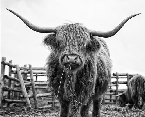 Design-Poster auf Holz / Dekopanel: Highland Cow 40x50cm, Bild, Wandbild, Wanddekoration