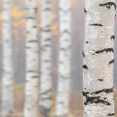 Design poster on wood/deco panel: birch forest 90x30cm, picture, mural, wall decoration