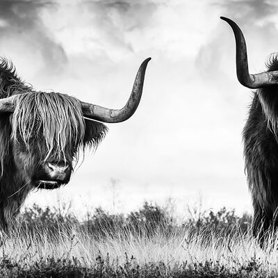 Design-Poster auf Holz / Dekopanel: Scottish Highland Cow 118x41cm, Bild, Wandbild, Wanddekoration