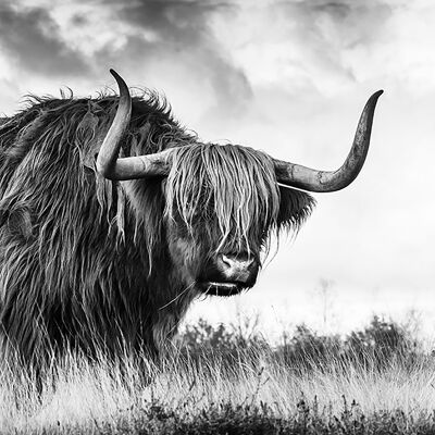 Poster di design su legno/pannello decorativo: mucca scozzese delle Highland 118x41 cm, immagine, murale, decorazione murale