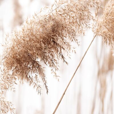 Design poster on wood/deco panel: pampas grass 118x41cm, picture, mural, wall decoration
