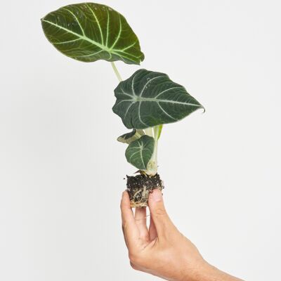 Alocasia Black Velvet