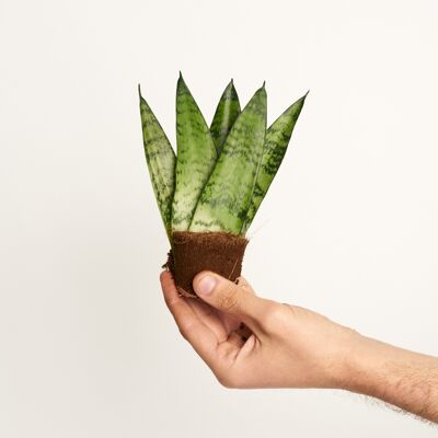 Sansevieria Zeylanica