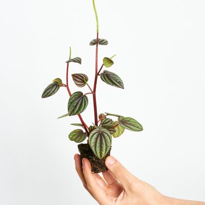 Peperomia Piccolo Banda