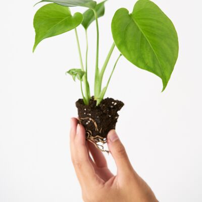 Monstera Deliciosa