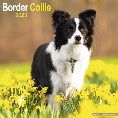 Kalender 2023 Border-Collie